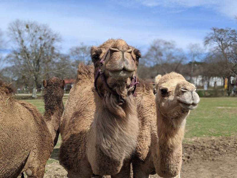 This Unassuming Georgia Farm Is Secretly Home To Some Of The World's Most Exotic Animals - Decor Hint Georgia's Largest Camel Herd