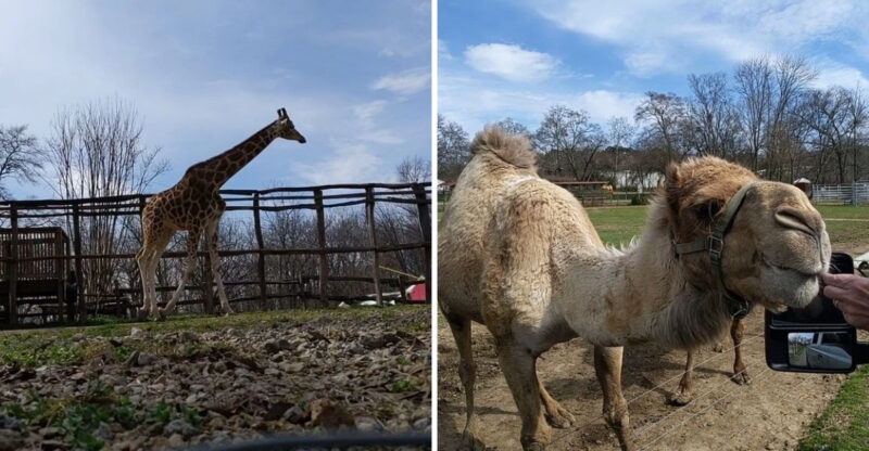This Unassuming Georgia Farm Is Secretly Home To Some Of The World’s Most Exotic Animals