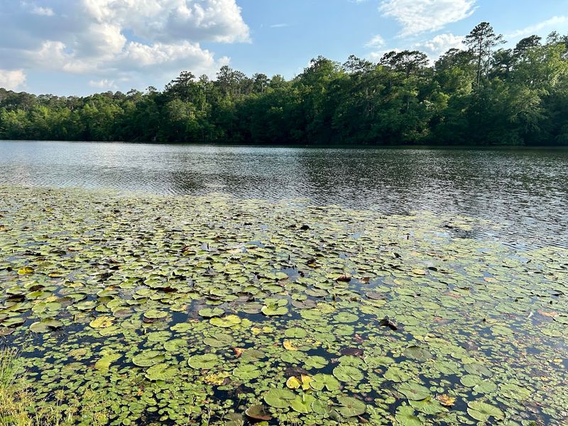 This Massive Earthen Mound in Georgia Holds the Secrets of a Long-Vanished People - Decor Hint Fishing and Boating on Two Gorgeous Park Lakes