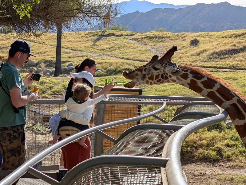 Daily Giraffe Feeding Experience