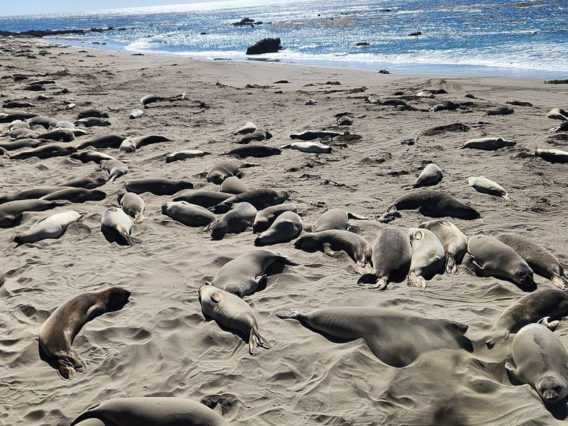 Planning A Coastal Elephant Seal Road Trip