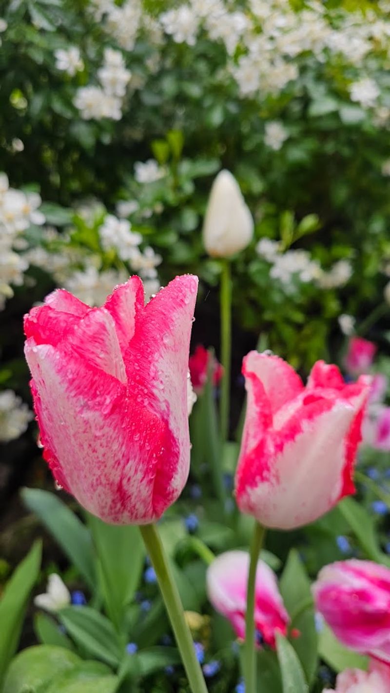 This Spring Cherry Blossom Festival In California Is So Surreal, You'll Think You're In A Dream - Decor Hint Ikebana Displays Show Living Art