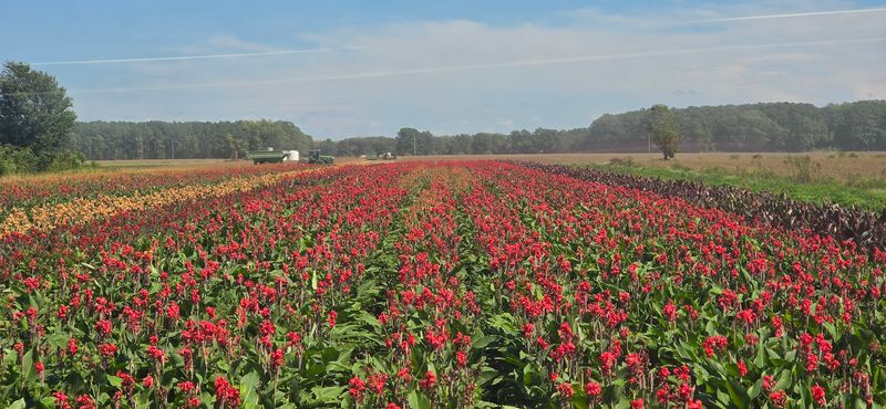 Visiting During Peak Tulip Season