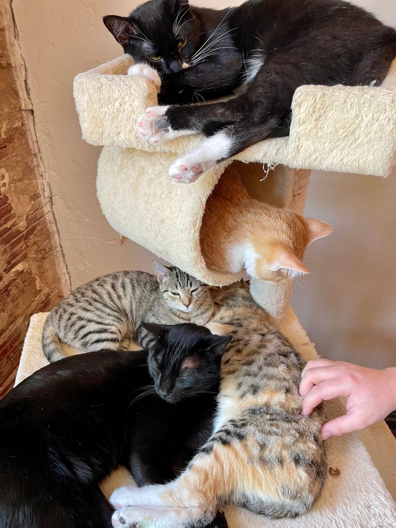 Meet The Twelve Resident Felines