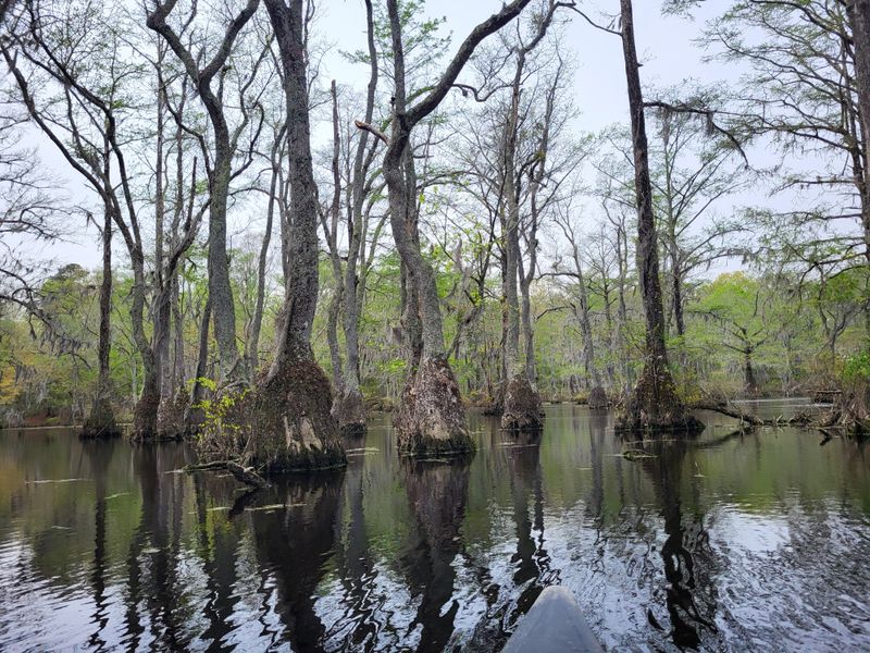 Merchants Millpond State Park, Gatesville