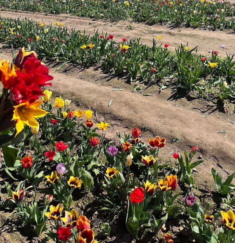 These 8 Stunning Tulip Farms In California Burst Into Color Every Spring - Decor Hint Dutch Hollow Farms