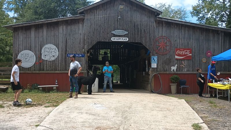 These Up-Close Alpaca Moments Make L & R Alpaca Haven Farm Georgia Worth The Trip - Decor Hint Stunning Photo Opportunities in a Farm Setting