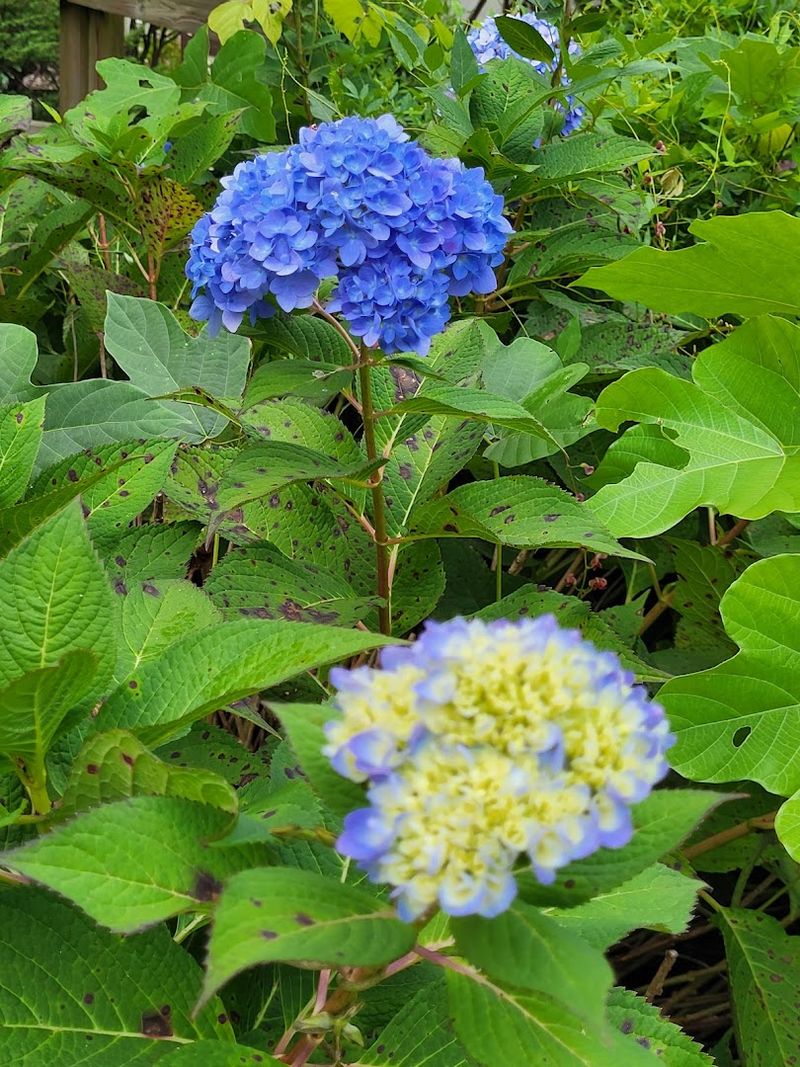 Anna Ruby Falls Is a Breathtaking Natural Wonder Nearby
