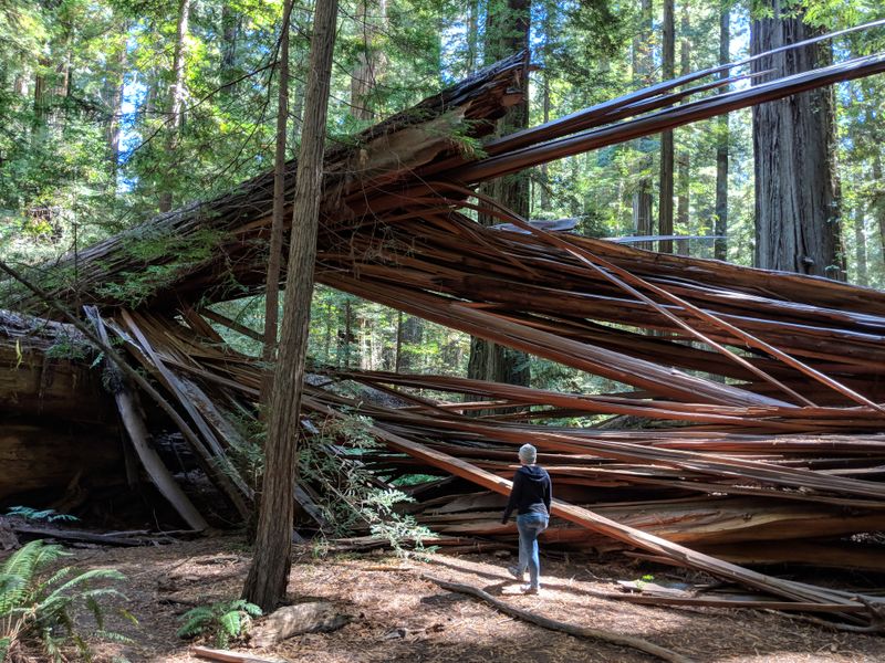 Ongoing Conservation For Future Generations