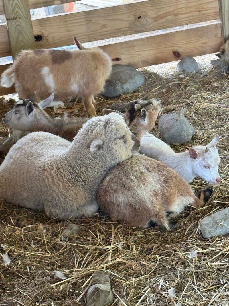 This Authentic Georgia Farm Blessing Creek Farms Georgia Brings Country Living To Life In 2026 - Decor Hint Community Engagement and Local Events