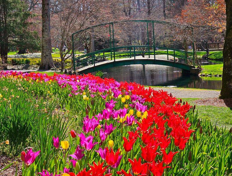 Azalea Trail Explodes With Color