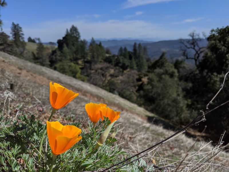Rich Plant Diversity Across Seasons