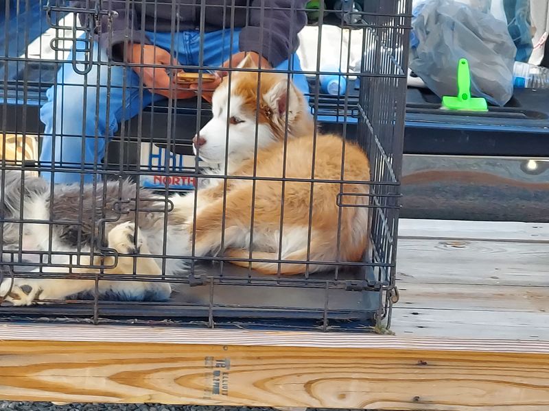 Pet-Friendly Policies With Reasonable Boundaries