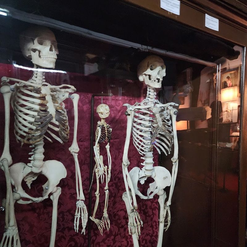 Genuine Human Skeleton Assembly