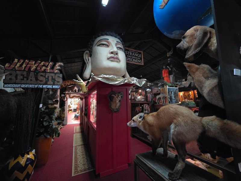 Bizarre Cultural Artifacts Showcase
