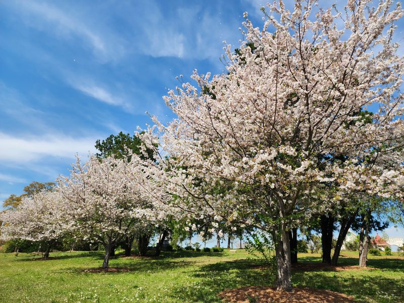 These 15 Cute Things To Do In Georgia This Month Will Make You Feel Like You're In Europe - Decor Hint Stroll Through Macon's Cherry Blossom Festival Grounds