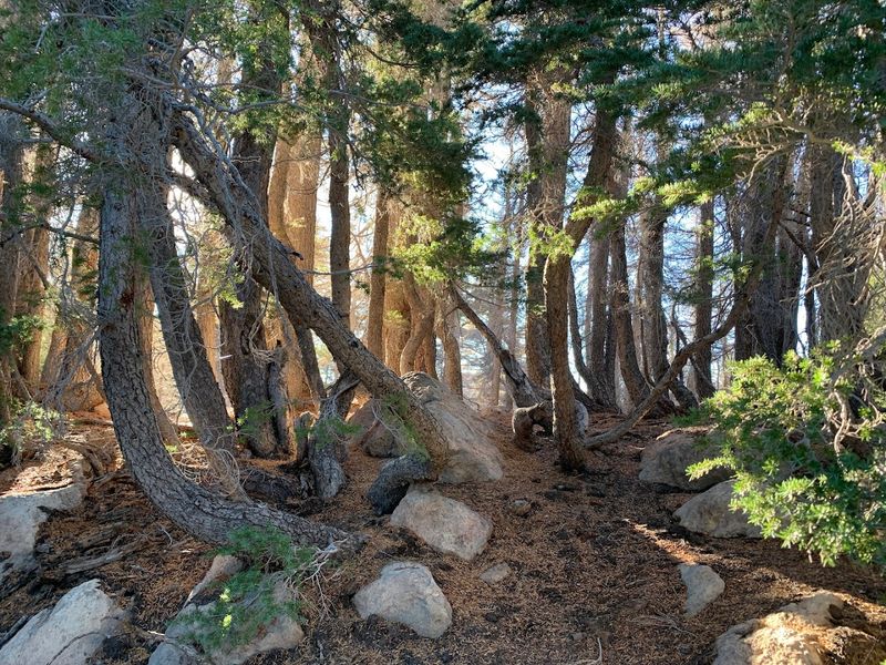 Plants And Wildlife Along The Way