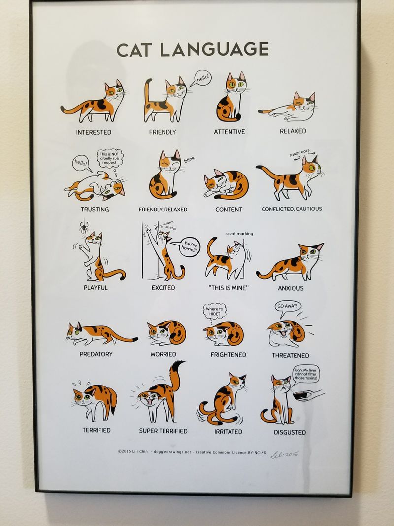 Educational Programs Teach Responsible Pet Ownership