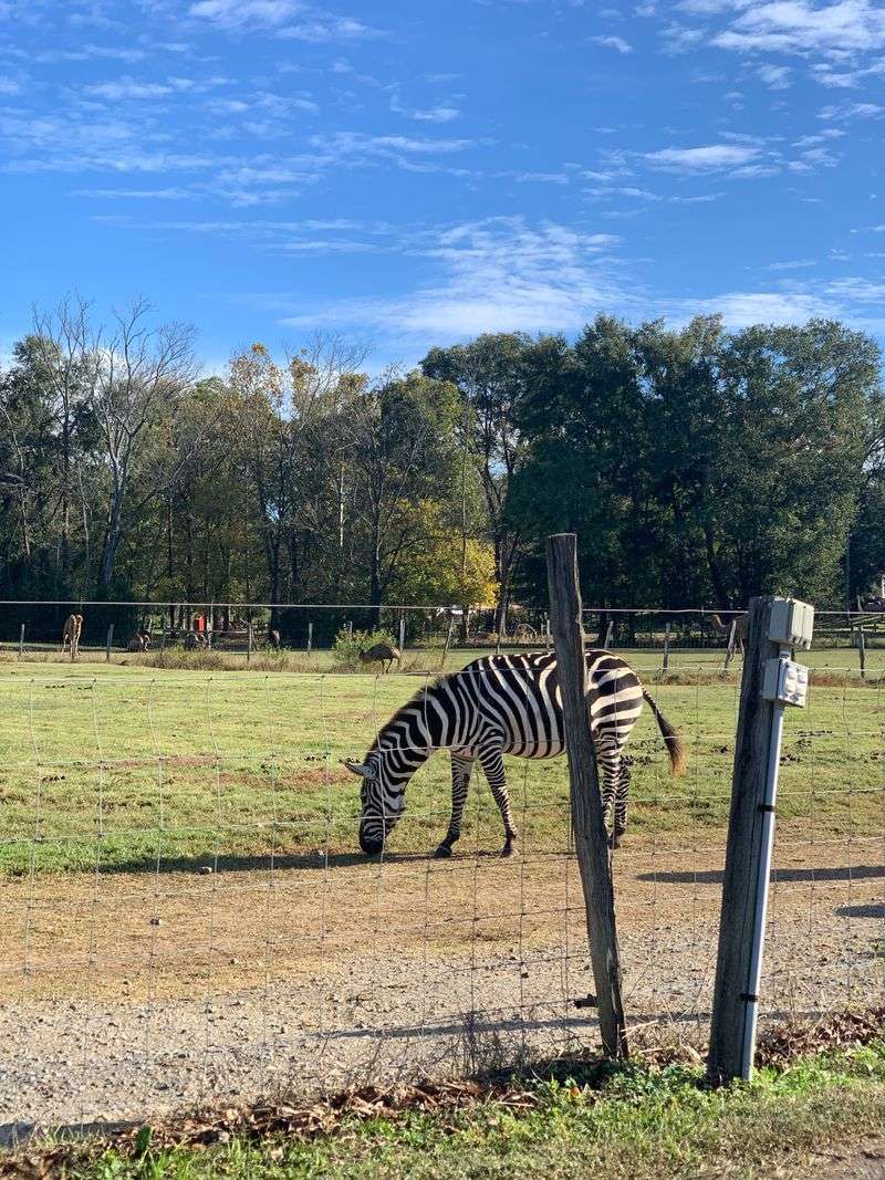 Meet Rare Zebras Up Close