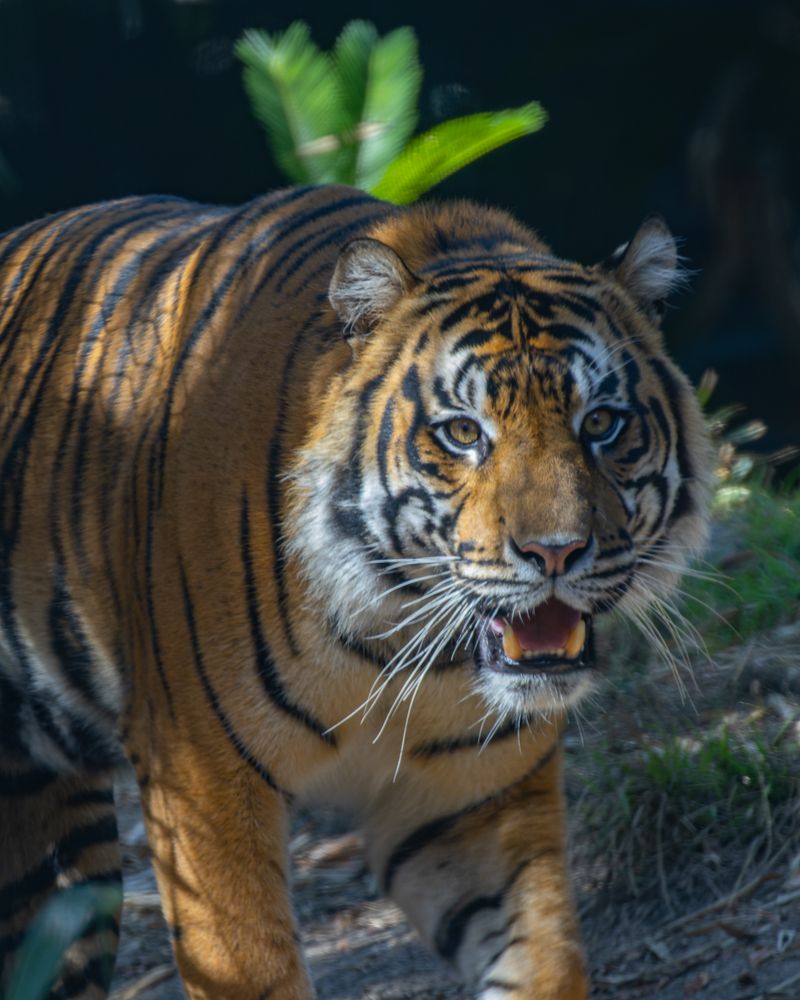 Conservation Programs Support Global Wildlife Protection Efforts