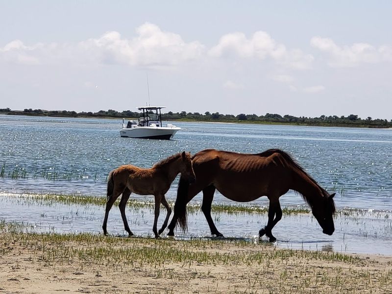 Shackleford Banks, Cape Lookout