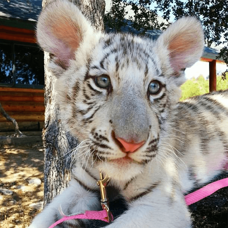 Lions And Tigers You Can See Up Close