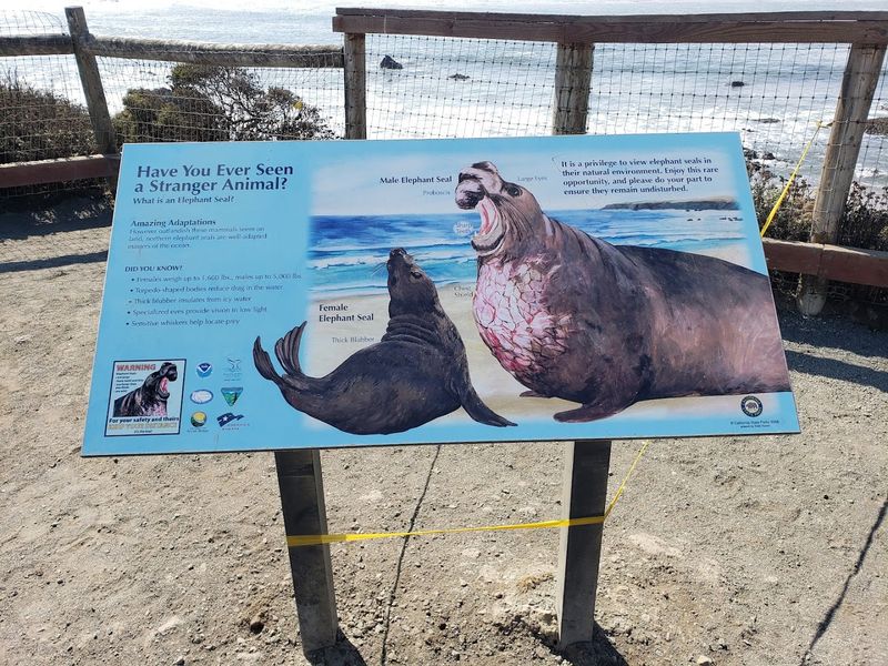 Tips For Viewing Elephant Seals Safely
