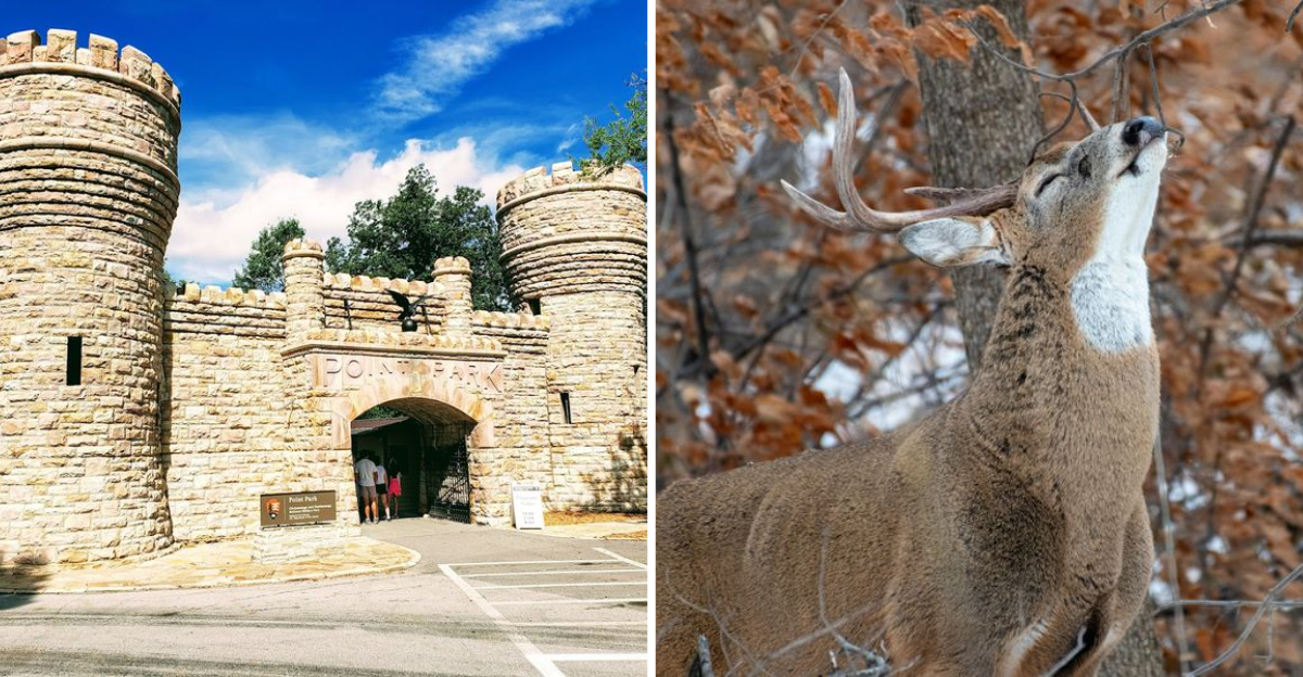 White Tailed Deer Now Wander This Georgia Park Where Civil War Battles Were Once Held - Decor Hint