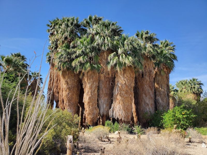 52 Botanical Gardens With 1,000+ Desert Plant Species