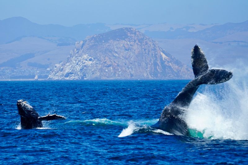 Gray Whales Migrate Past The Coast