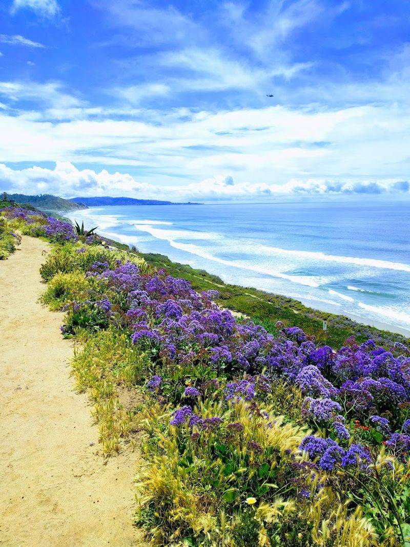 This Easy 1-Mile Coastal Trail In California Delivers Some Of The State's Best Ocean Views - Decor Hint Spring Wildflower Displays