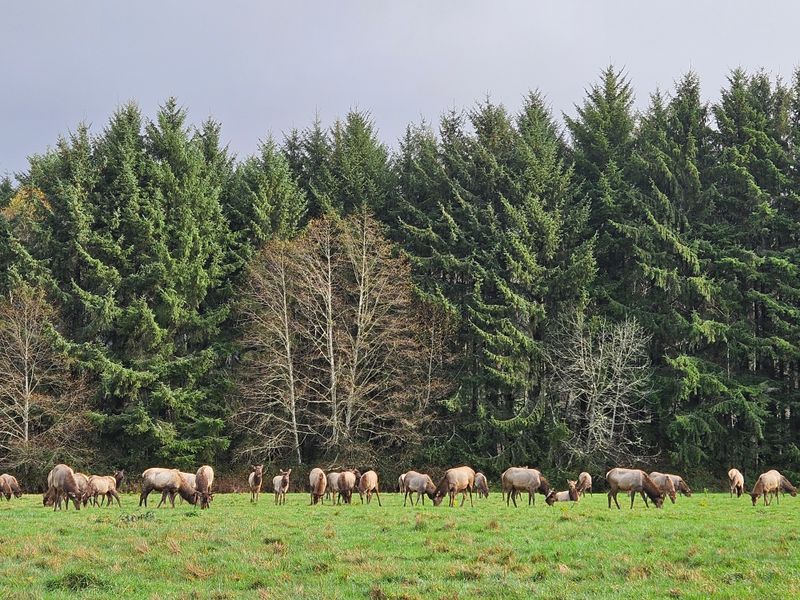 Save-The-Redwoods League Foundation
