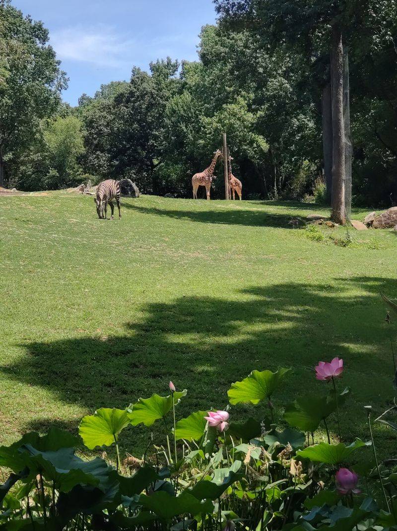 Diverse Animal Collection Spanning Continents