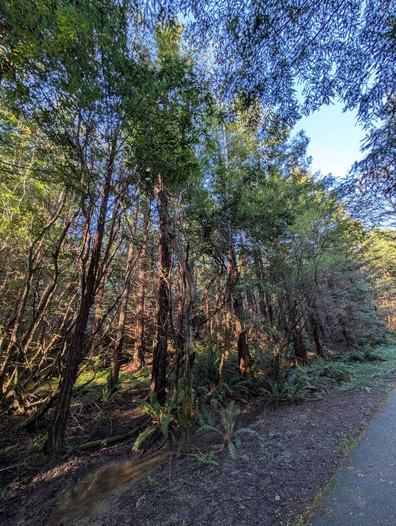 Headwaters Forest Reserve Protection