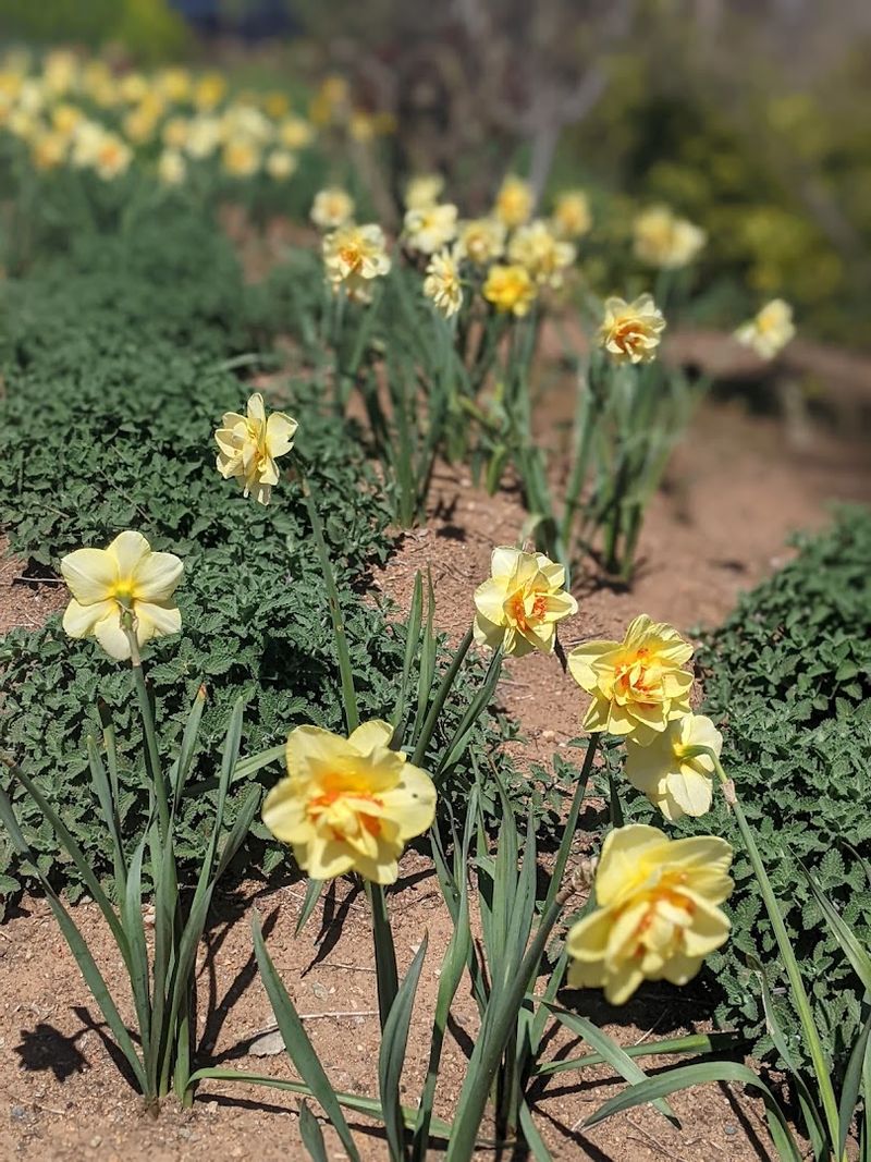 More Than 200 Unusual Perennials And Grasses