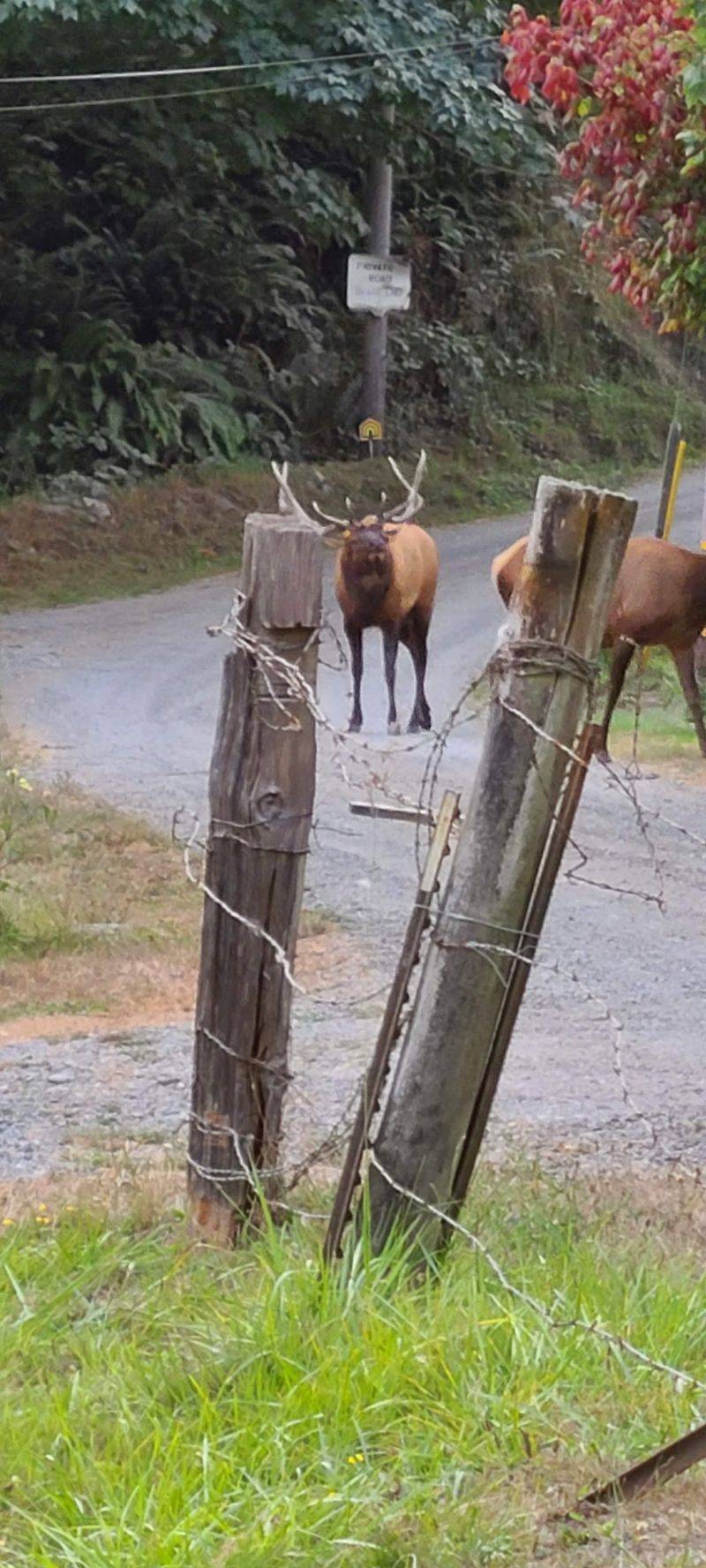Elk Sightings Right In Town