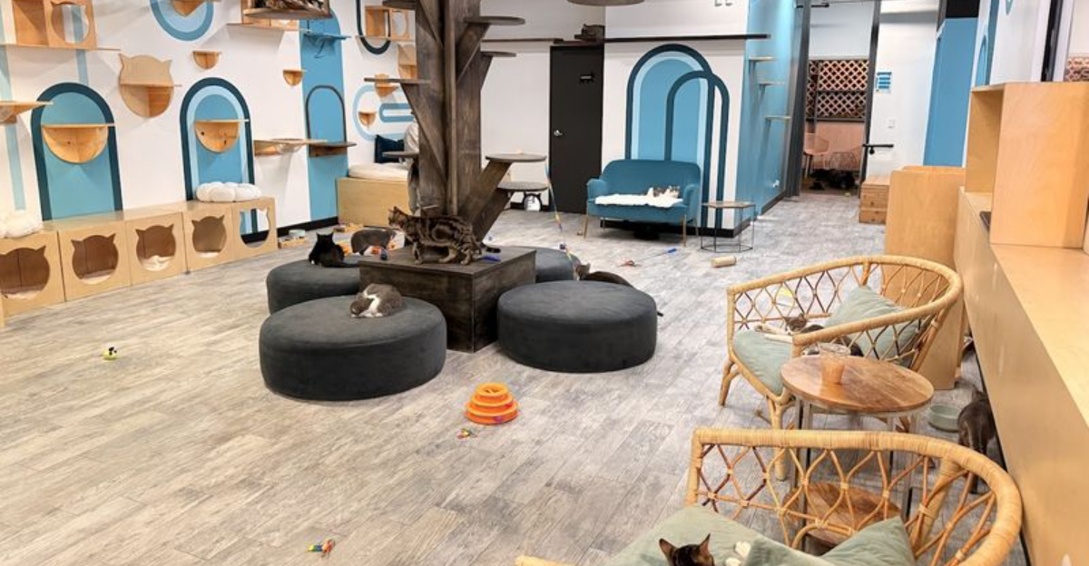 10 Cozy Cat Cafes In California Where You Can Relax With Adorable Felines - Decor Hint