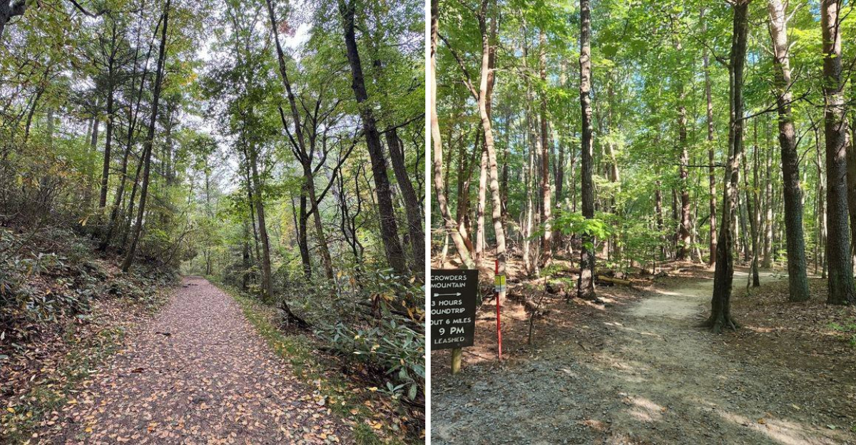 10 Dog Friendly Trails In North Carolina That Are Perfect For Weekend Adventures 2 - Decor Hint