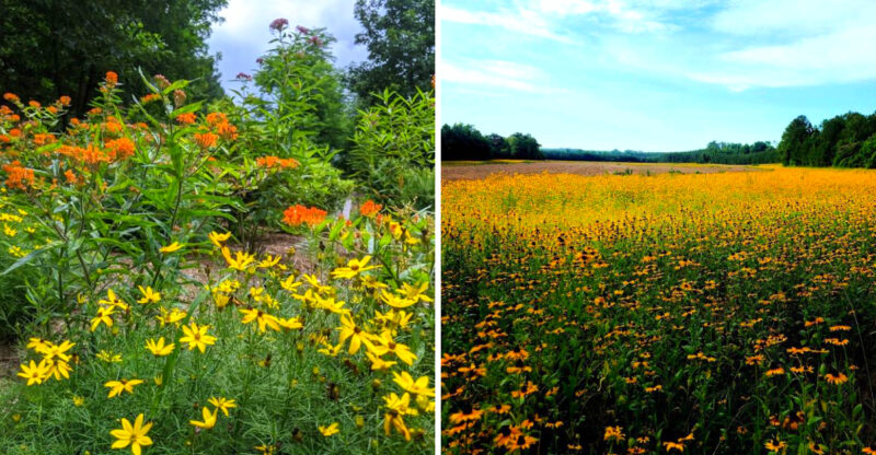 10 Small North Carolina Towns That Turn Colorful With Wildflowers Every Spring