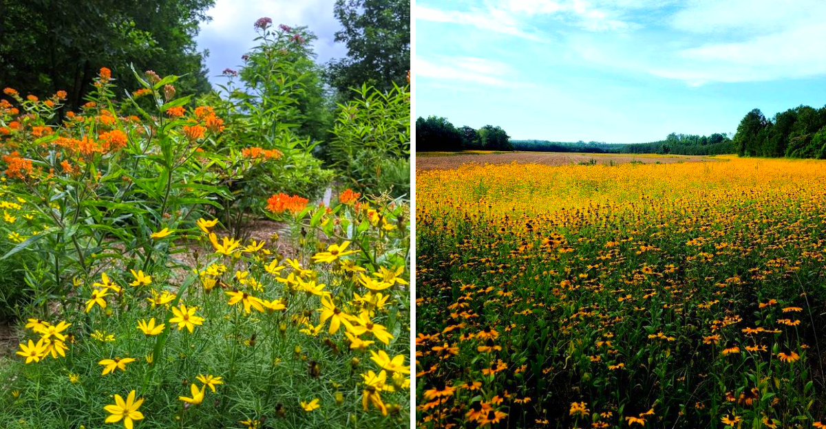 10 Small North Carolina Towns That Turn Colorful With Wildflowers Every Spring - Decor Hint