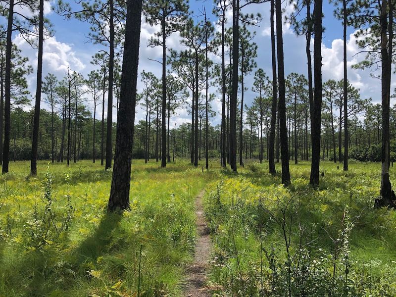Green Swamp Preserve, Supply