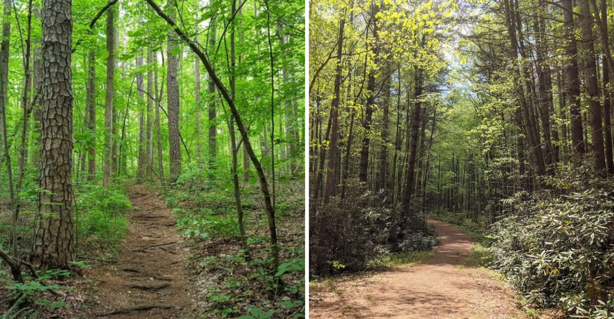 13 North Carolina Forests That Feel Like Untouched Wilderness - Decor Hint