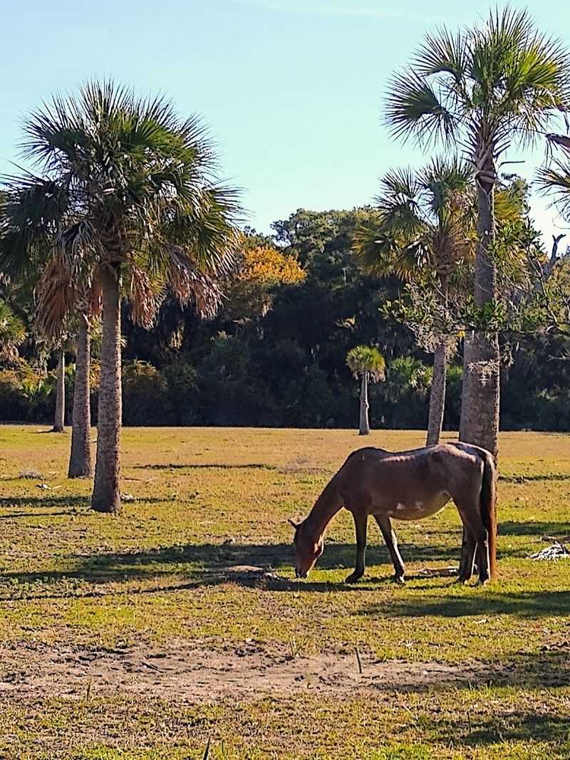 15 Georgia Beachfront Campgrounds Where You Can Camp Steps From The Water - Decor Hint Cumberland Island National Seashore – Sea Camp