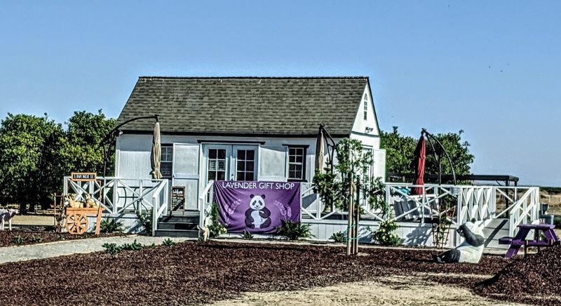 2026 Is The Year To Visit This Romantic Lavender Garden In California - Decor Hint Where The Lavender Garden Is Located