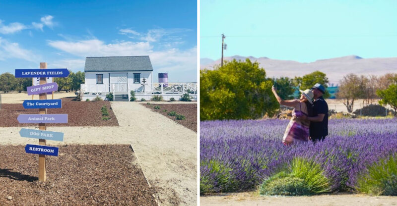 2026 Is The Year To Visit This Romantic Lavender Garden In California