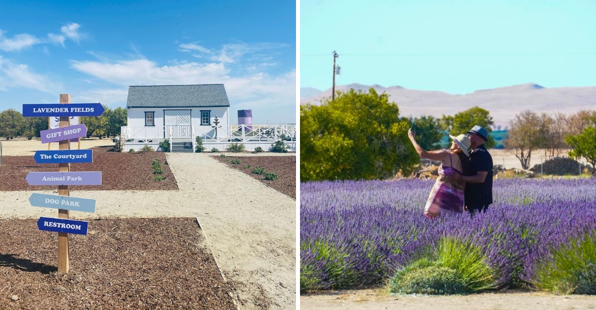 2026 Is The Year To Visit This Romantic Lavender Garden In California - Decor Hint