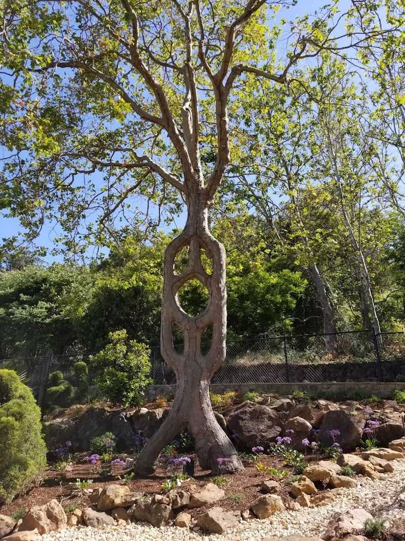 The Remarkable Circus Trees That Stop Visitors In Their Tracks