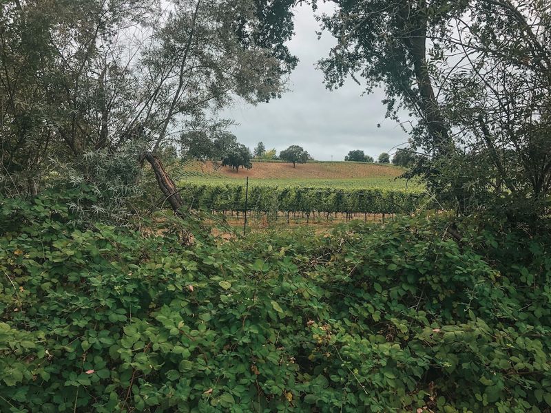 Vineyards And Redwood Groves Line The Path