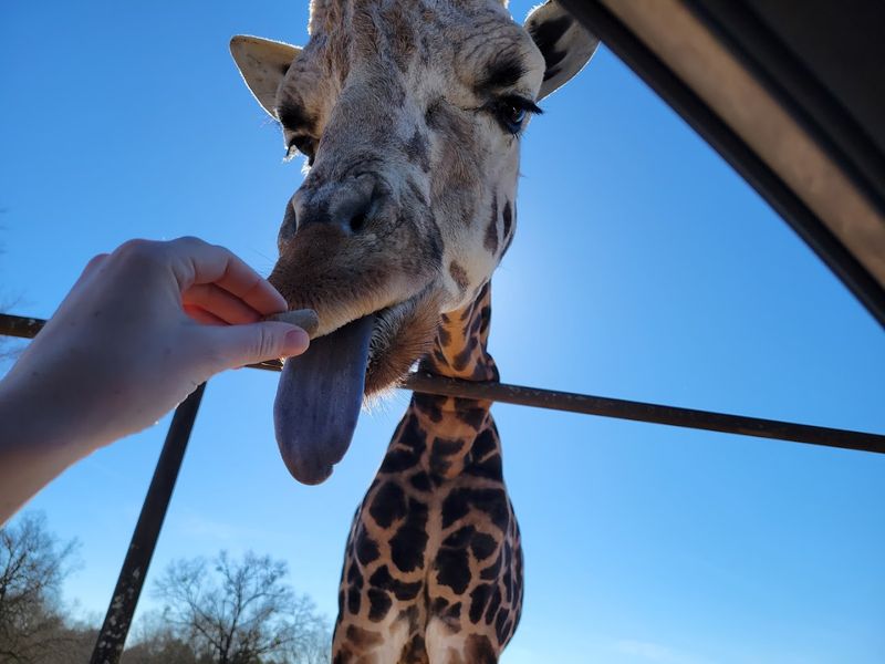 Animal Feeding With Grass Pellets