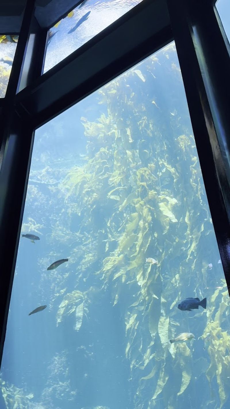 A Diver's-Eye View That No Other Format Can Replicate